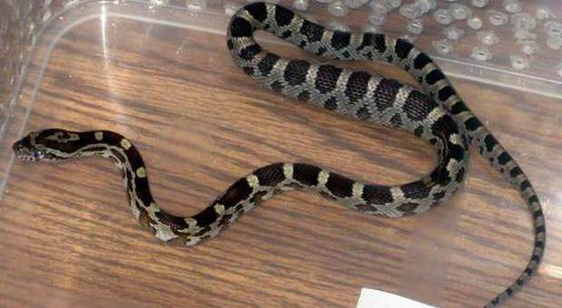 Montesacro, sopresa in un condominio: nel gabbiotto c'è un serpente di un metro e mezzo