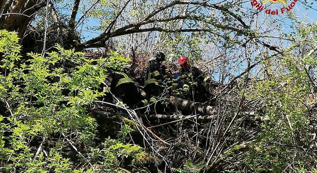 Boato fra gli alberi: boscaiolo trovato morto sotto un tronco