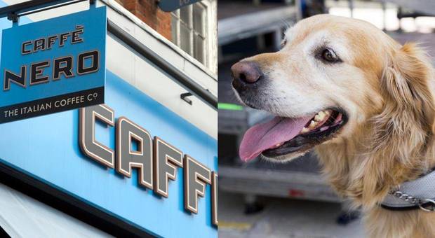 La catena del caffé rifiuta l'acqua al cane guida per ciechi: scoppia la bufera