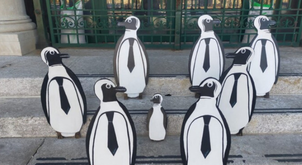 I pinguini (foto Ansa)