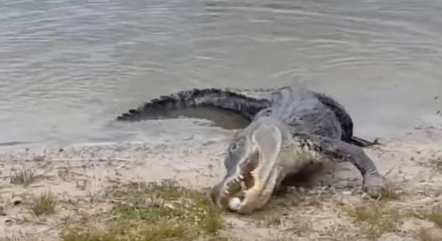 Florida, coccodrillo disturbato dai golfisti sgranocchia la pallina Video
