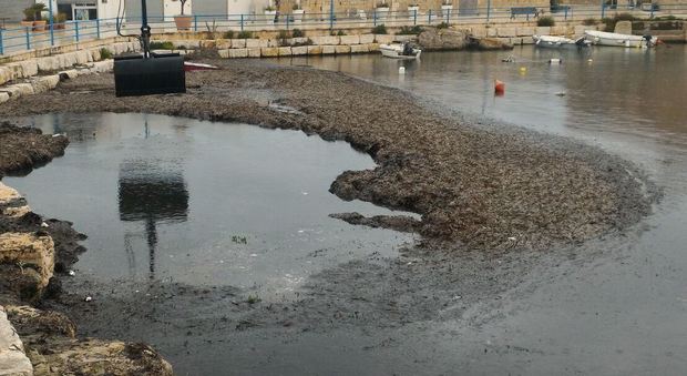 Via le alghe nel porto di Villanova: primi interventi per il ponte pasquale