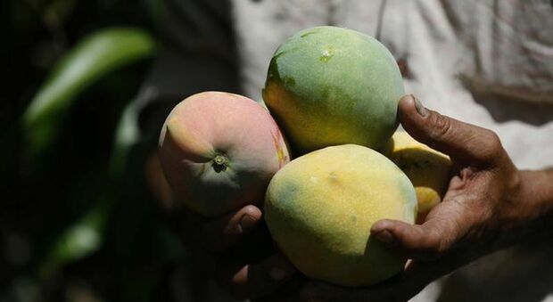 Frutta esotica sì, ma made in Puglia: con i cambiamenti climatici aumenta la produzione di mango, lime, avocado e banane