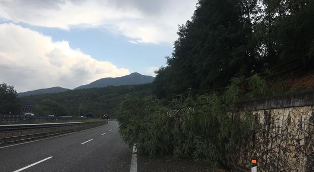 Paura sulla Salerno-Reggio: a Petina cade un albero per il maltempo