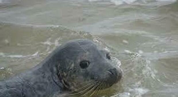 Rabbia per uccisione foca mascotte di Alonissos: colpita con una fiocina, Kostis era diventata simbolo dell'isola