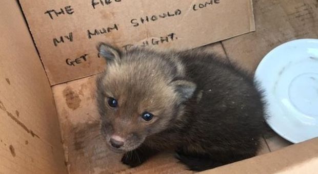 Cucciolo di volpe ritrovato in un negozio: «Lasciato in una scatola, la mamma è tornata a riprenderselo»