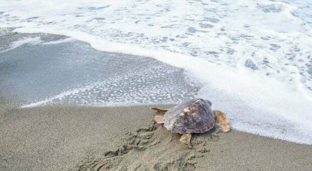 Ischia, rete di monitoraggio in spiaggia dopo la nascita delle 25 tartarughe