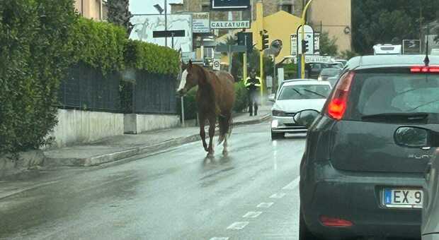 Il cavallo in libera uscita sulla statale Adriatica di San Benedetto