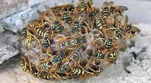“Bombardata” da punture di vespe, rischia morte per choc anafilattico