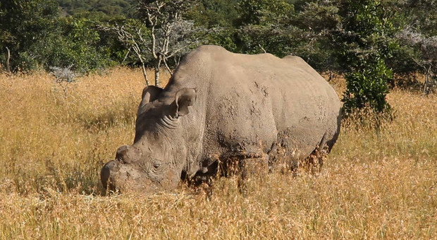 Rinoceronti bianchi, passo decisivo per salvare la specie: raccolti gli ovociti delle due femmine superstiti