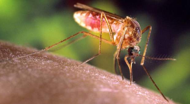Zanzare killer, due casi in Italia, ​come difendersi dalla «febbre del Nilo»