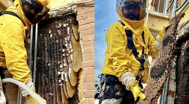 Roma, 200mila api nascoste nel muro di un palazzo: «Erano lì da 6 anni, non potevamo più aprire le finestre»