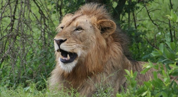 Morto sbranato da un leone: «Lo teneva in gabbia nel giardino di casa»