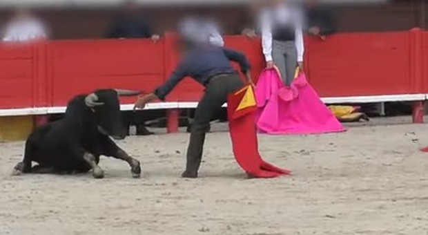 Orrore alla scuola di corrida: il giovane toro si accascia sotto il peso della stanchezza Video