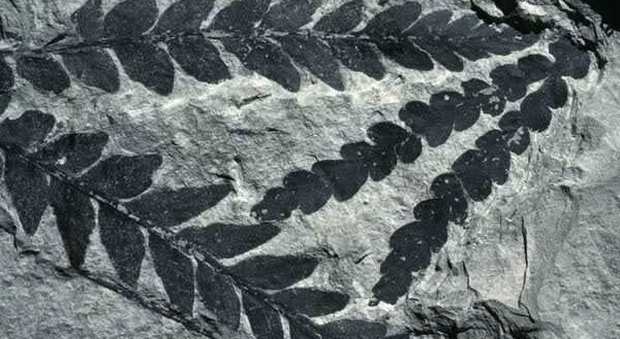 Le piante fossili narrano la Storia Al Maus i reperti di Lecce e Taranto