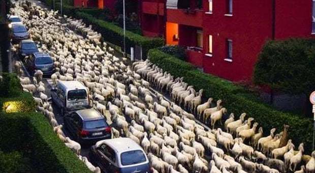 Le pecore pascolano con le siepi del condominio