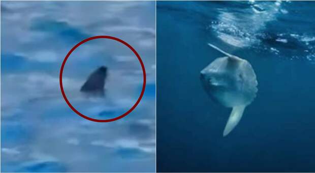 Avvistato squalo nelle acque di Palinuro: paura per i turisti. Lo skipper: «Tranquilli, è un pesce luna». Come distinguere uno squalo
