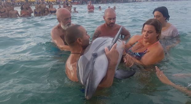 I bagnanti che aiutano il delfino agli Alimini (foto di Vittorio Morelli)