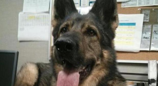 Usa, il cane poliziotto è promosso detective: Jena è il primo quadrupede a fare carriera