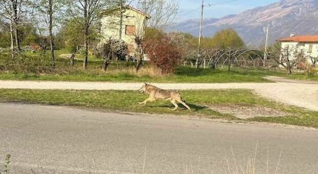 Un lupo a passeggio lungo la strada che porta a Vajont. Gli esperti: allontanarsi senza farsi prendere dal panico