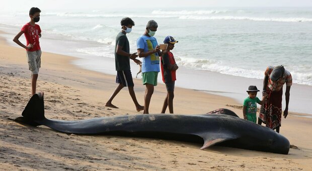 Violano il coprifuoco ma per una buona causa: in centinaia in spiaggia per salvare le balene spiaggiate