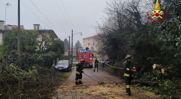 Cade un albero in via Zermanese a Treviso, bloccato l'accesso di una casa
