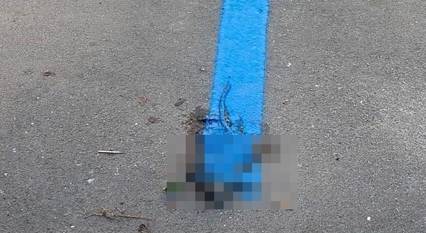 Caivano, strisce blu dipinte su un topo morto sull'asfalto