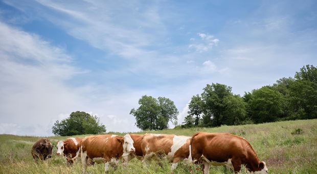 Raid di furti in aziende agricole, rubate anche sei mucche e un toro