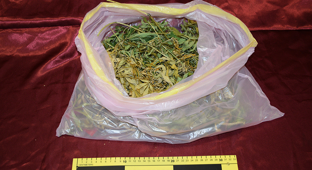 Rieti, serra per la coltivazione della marijuana nella propria camera da letto: giovane arrestato