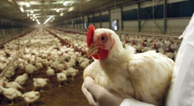 Influenza aviaria, focolaio in una fattoria nel Regno Unito: «Saranno abbattuti circa 500 volatili»