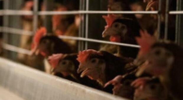 Kfc e Pizza Hut cedono agli animalisti: «Basta galline allevate in gabbia»