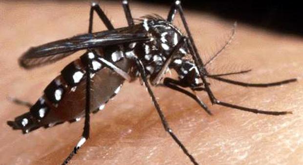 Chikungunya, salgono a 64 i casi accertati nel Lazio, 54 ad Anzio