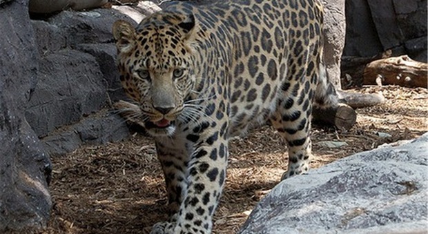 Leopardo affamato strappa due pezzi di carne dalle fauci di un coccodrillo