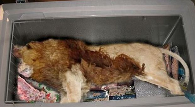 Gb choc, leone morto trovato nel freezer di un ristorante vicino allo zoo
