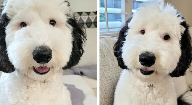 «Snoopy esiste davvero», Bayley è la star di Instagram. La cagnolina social fa impazzire il web: «Due gocce d'acqua»