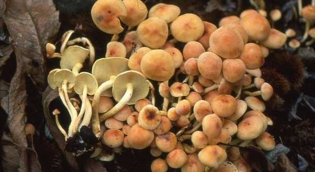 Funghi velenosi scambiati per chiodini: un intossicato. Si tratta del terzo caso in pochi giorni