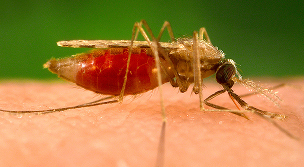 Le zanzare fanno 725mila vittime l'anno, è l'animale più pericoloso della Terra