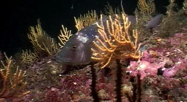Corallo, depredati 400 kg in Costiera Amalfitana: danni per 50 anni