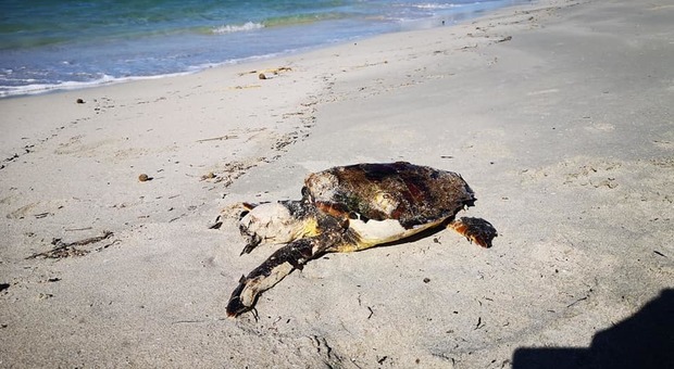 Strage di tartarughe nel Salento: due carcasse in pochi giorni sulla spiaggia dell'oasi protetta