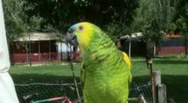 Muore il pappagallo "Ernesto" la mascotte del campeggiatori Il padrone:«25 anni insieme, se ne va un pezzo di me»