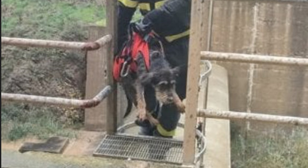 Cane intrappolato nella diga Rosamarina (Palermo): salvato dai vigili del fuoco
