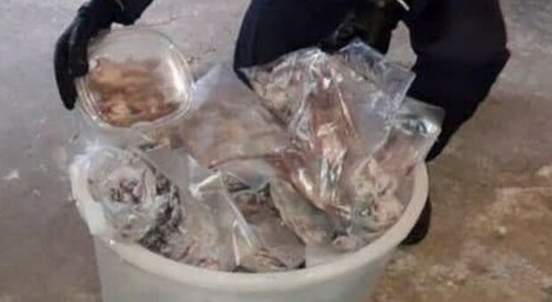 Sequestrati 235 chili di ghiri congelati: sono il piatto preferito dei boss della 'Ndrangheta
