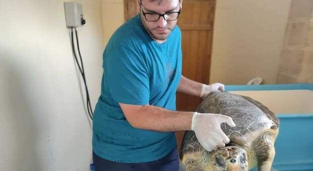 Malore dopo cena, morto Enrico: era il “papà” delle tartarughe del museo di Storia Naturale
