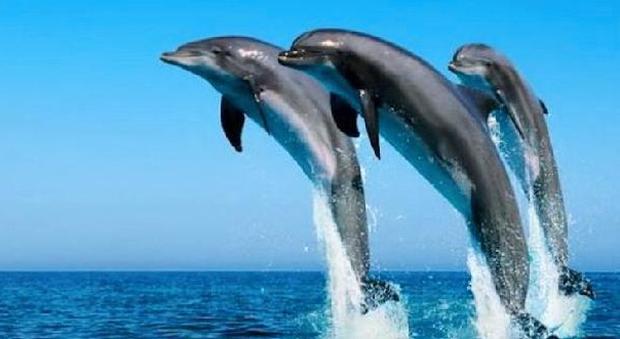 «All'ex centrale Enel un'area di tutela per i delfini spiaggiati o sequestrati»