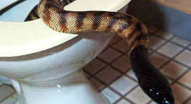 Serpente di due metri sale dal water e morde una donna: "Non riesco più ad andare in bagno"