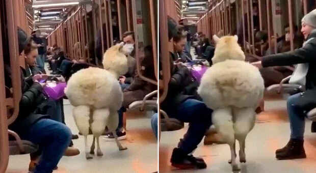 Un alpaca entra nella metropolitana di Mosca e cammina tra i vagoni