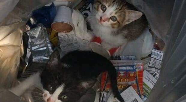 Pompei, 2 gattini gettati nella spazzatura salvati dai carabinieri