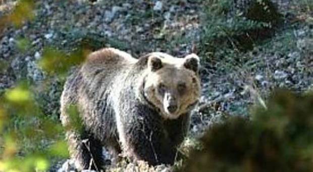 Gioco didattico per tutelare gli orsi e visori notturni contro i "confidenti"