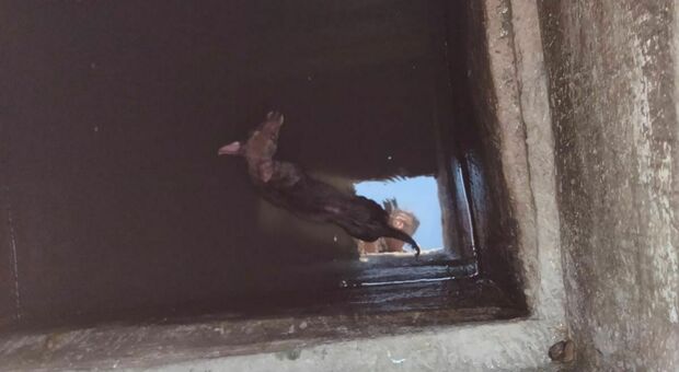 Salento, u na cagnolina agonizzante gettata nel pozzo: salvata in extremis da Polizia e volontari