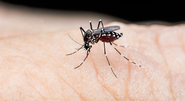 Allarme febbre Dengue in Abruzzo